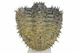 Enrolled Spiny Drotops Armatus Trilobite - Multi-Toned Shell #241161-2